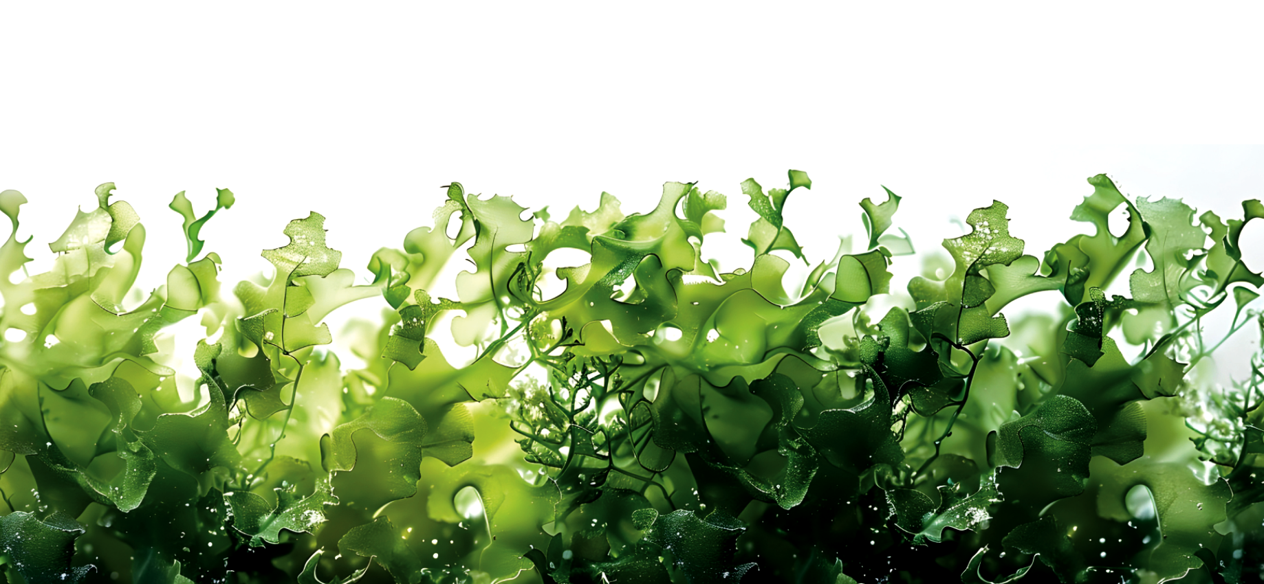 Footer background